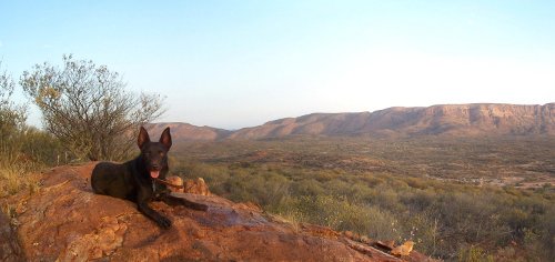 kelpie in the NT