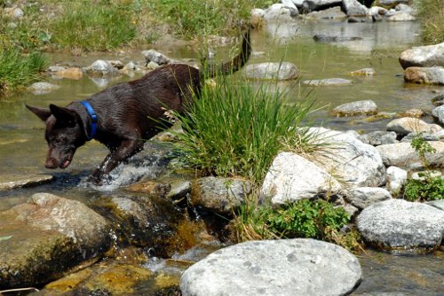 kelpie in fresh water spring